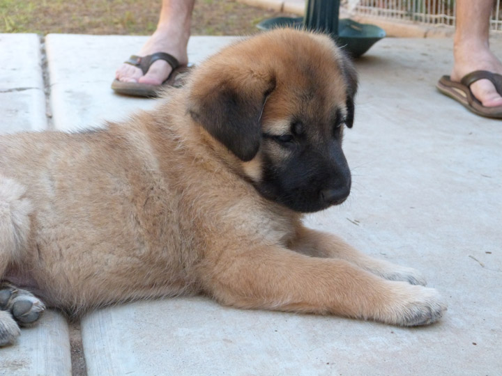 chinook dog